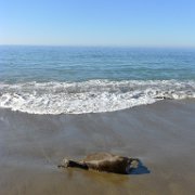2014-01-17 PointReyesCamping 124 : 2014-01-17_PointReyesCamping